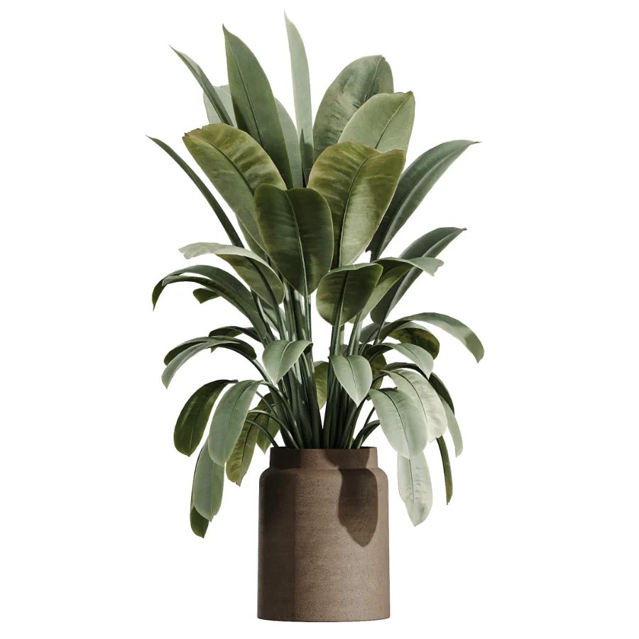 AV Indoor Plants Set 516 Licuala Palm Ficus Marginata Yucca and Olive Ficus Image 1