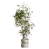 AV Indoor Plants Set 505 Alocasia Elefantenohr Eucalyptus Bouquet Olive Ficus - Thumbnail 2