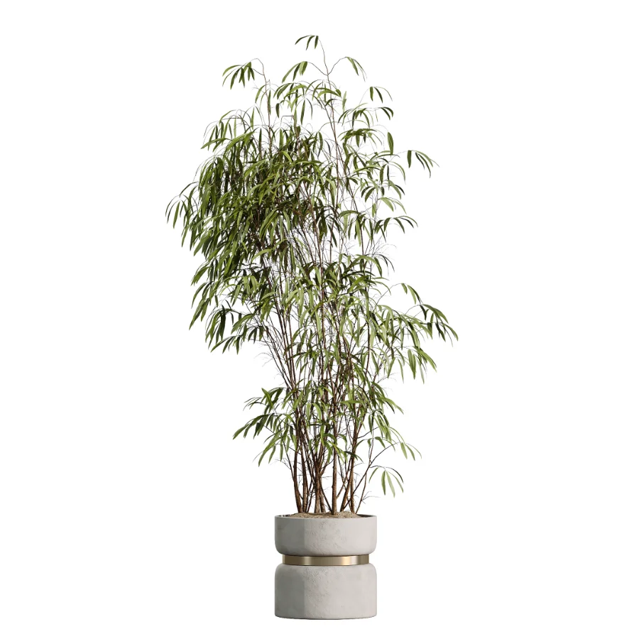 AV Indoor Plants Set 505 Alocasia Elefantenohr Eucalyptus Bouquet Olive Ficus Image 2