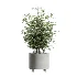 AV Indoor Plants Set 506 Peace Lily Cunjevoi Briful Pachira Warneckii Alnus - Thumbnail 4