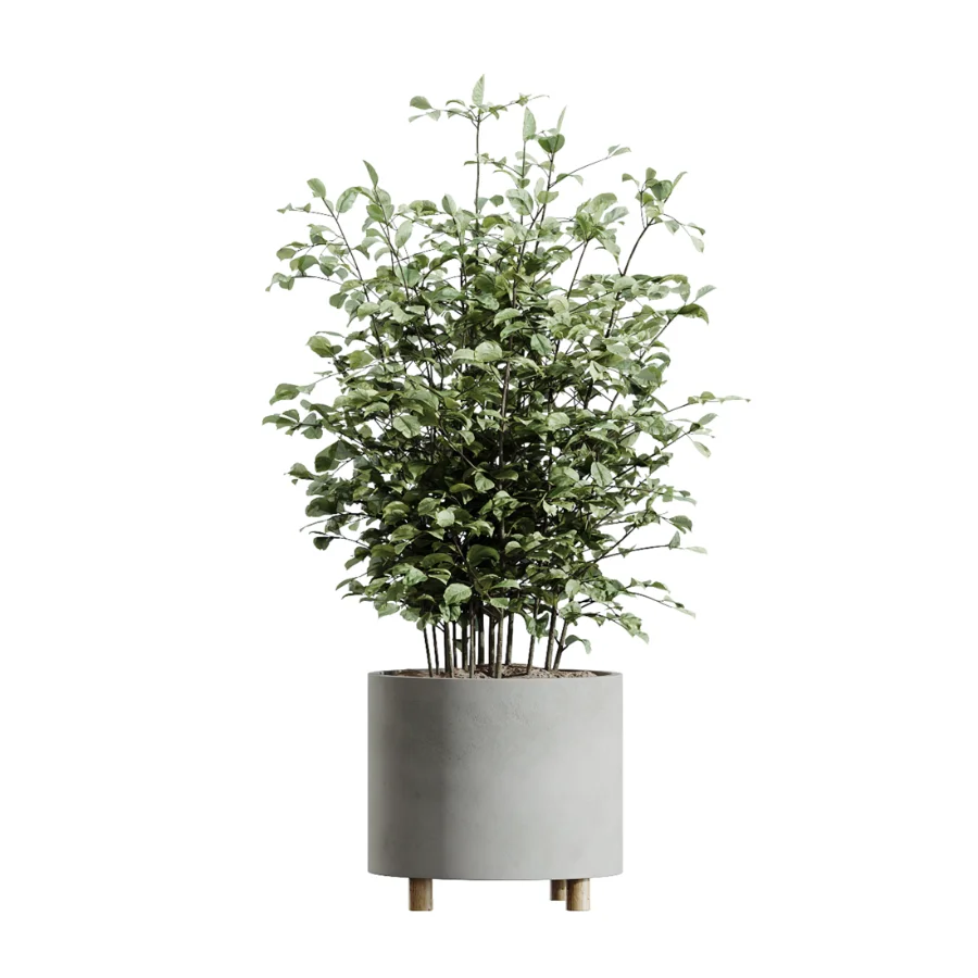 AV Indoor Plants Set 506 Peace Lily Cunjevoi Briful Pachira Warneckii Alnus Image 4