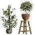 AV Indoor Plants Set 511 Olive Ficus microcarpa Rhapis Palm Giant Monstera - Thumbnail 6