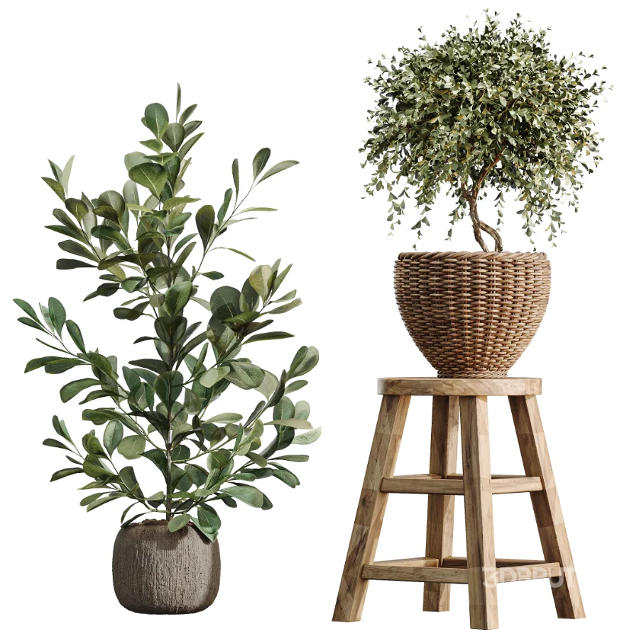 AV Indoor Plants Set 511 Olive Ficus microcarpa Rhapis Palm Giant Monstera Image 6