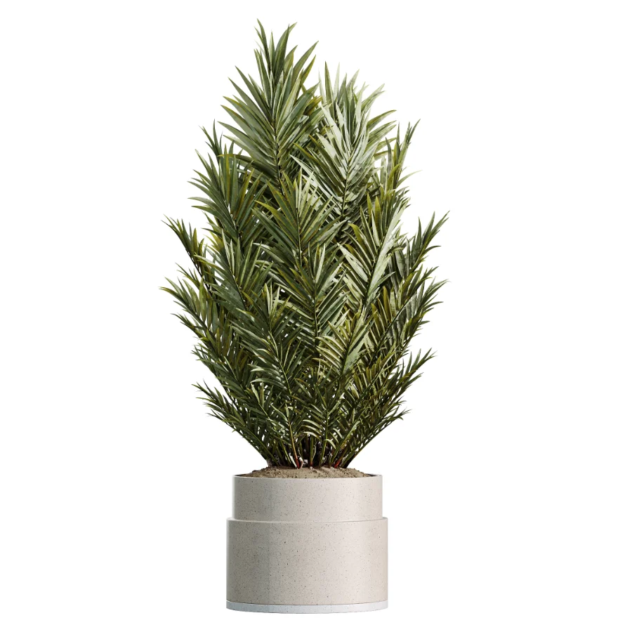 AV Indoor Plants Set 503 Dracaena Warneckii Olive Elegant Monstera Areca Palm Image 2