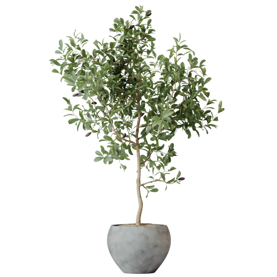 AV Indoor Plants Set 506 Peace Lily Cunjevoi Briful Pachira Warneckii Alnus Image 2