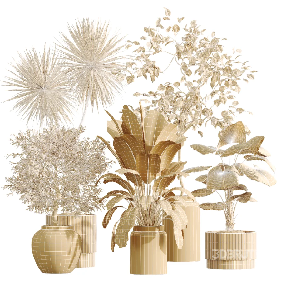 AV Indoor Plants Set 516 Licuala Palm Ficus Marginata Yucca and Olive Ficus Image 8