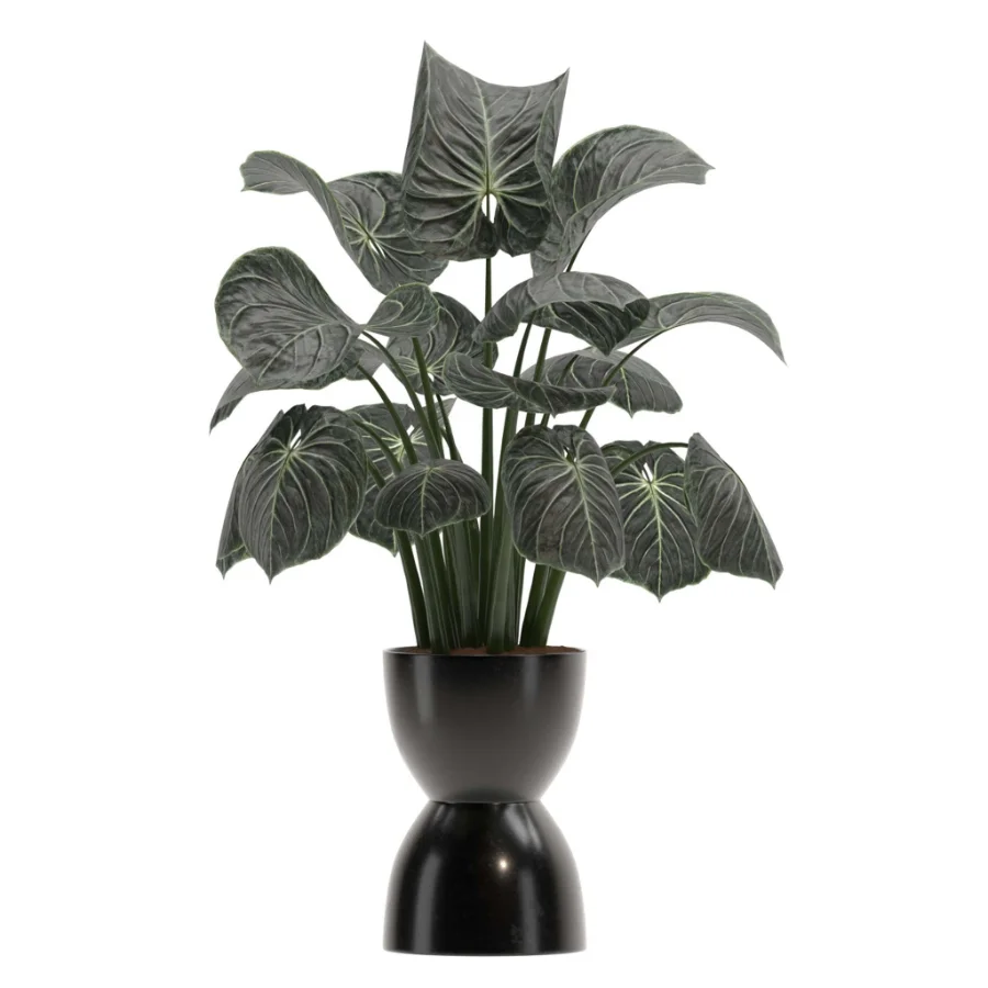 Monstera indoor-Plants-set033 Image 3