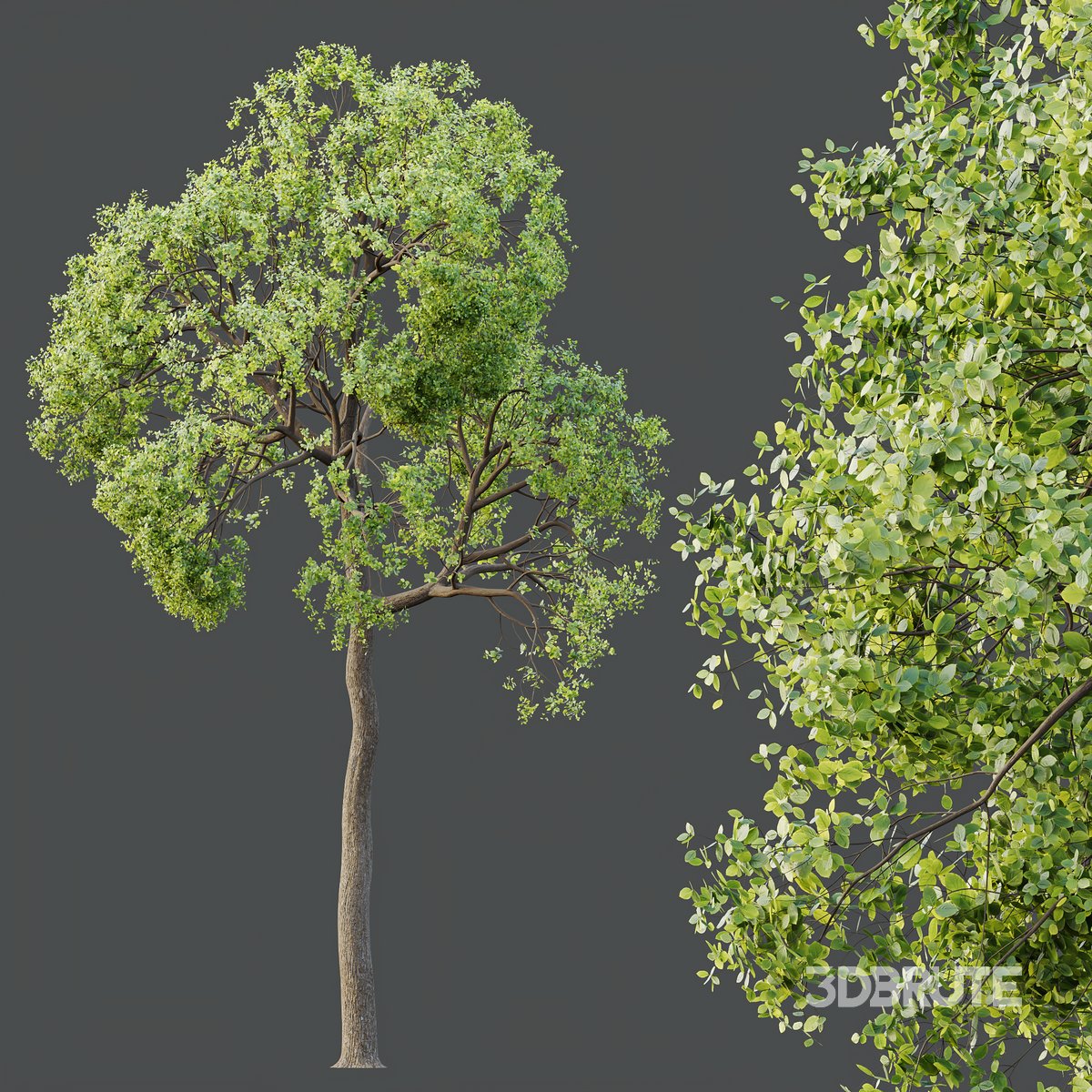 ◆sala tree◆ HQ Plants Shorea Robusta Sal Tree04 3d model Buy Download