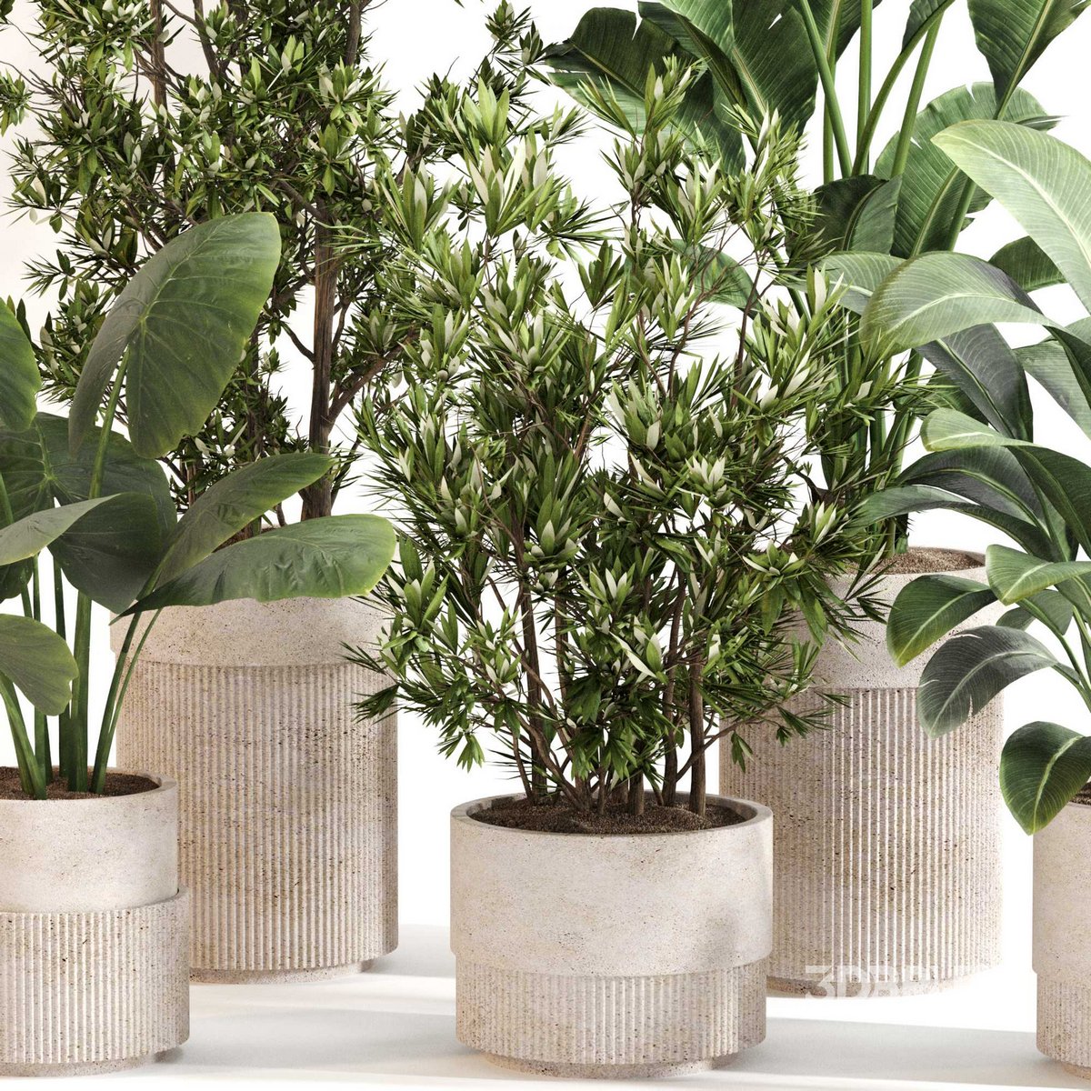 Room Plants – Set Da 3 Piante Da Interno – Vaso 9 Cm – Altezza 20-30 Cm – Schefflera, Chamaedorea, Codiaeum