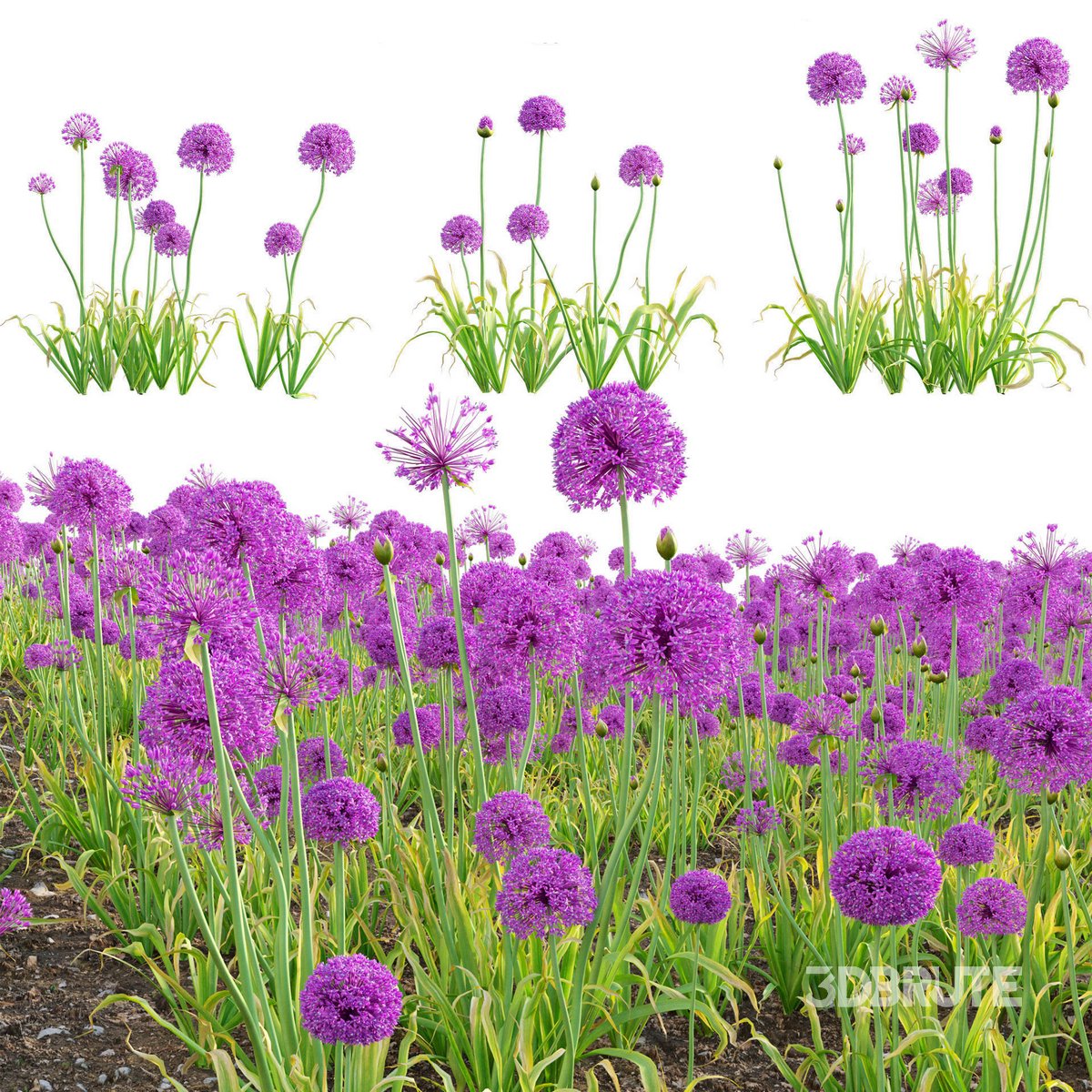 ［新品］SLOTHREAT Allium Allium hollandicum - Purple Sensation - Ornamental Onion 02