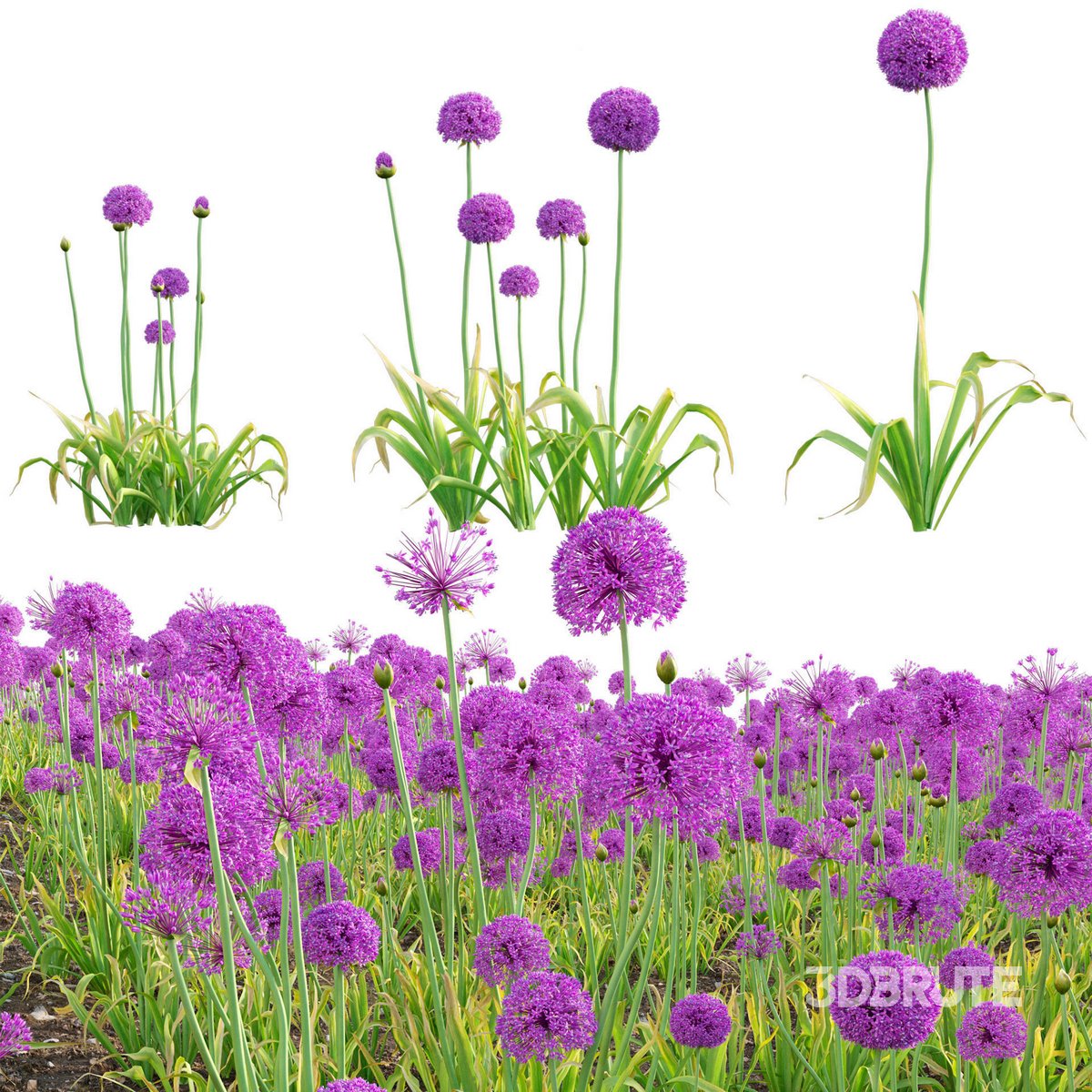 ［新品］SLOTHREAT Allium Allium hollandicum - Purple Sensation - Ornamental Onion 3d
