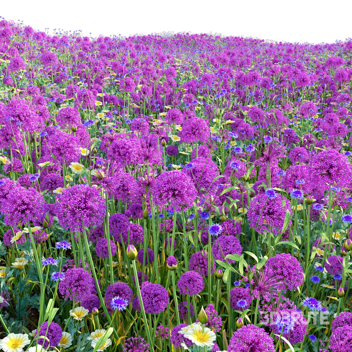 ［新品］SLOTHREAT Allium Allium 'Summer Beauty' - Horsford Gardens and Nursery