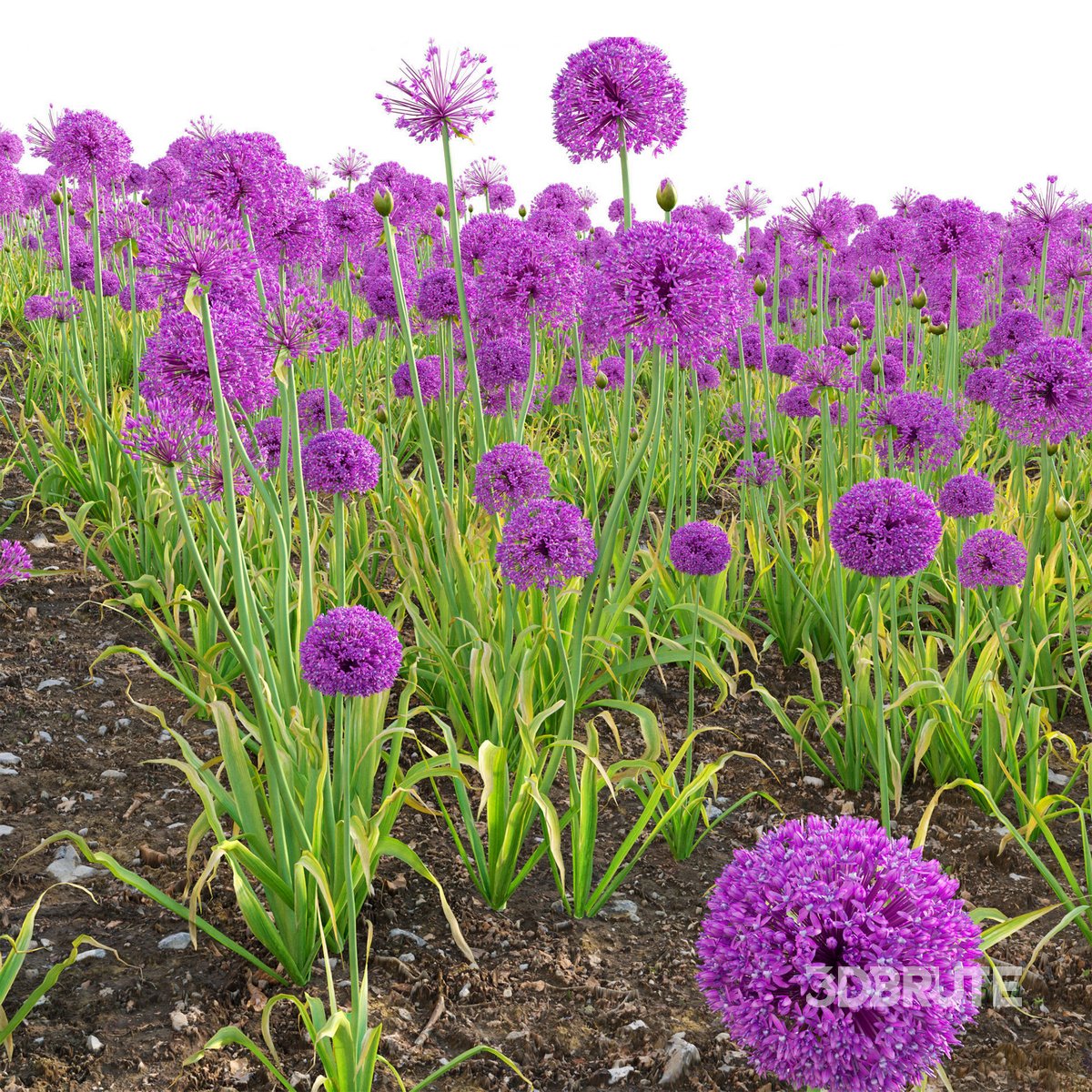 Allium hollandicum - Purple Sensation - Ornamental Onion 02